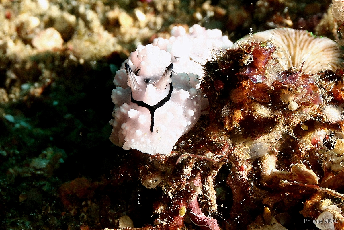 Bali 2016 - Pipeks phyllidiopsis - Phillidie pipeki - Phillidiopsis pipeki - IMG_5984_rc.jpg